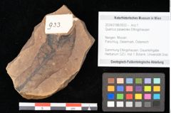 Foto (Objekt + Etikett) von Quercus palaeoilex Ettingshausen (NHMW-GEO-2024-0188-0933)